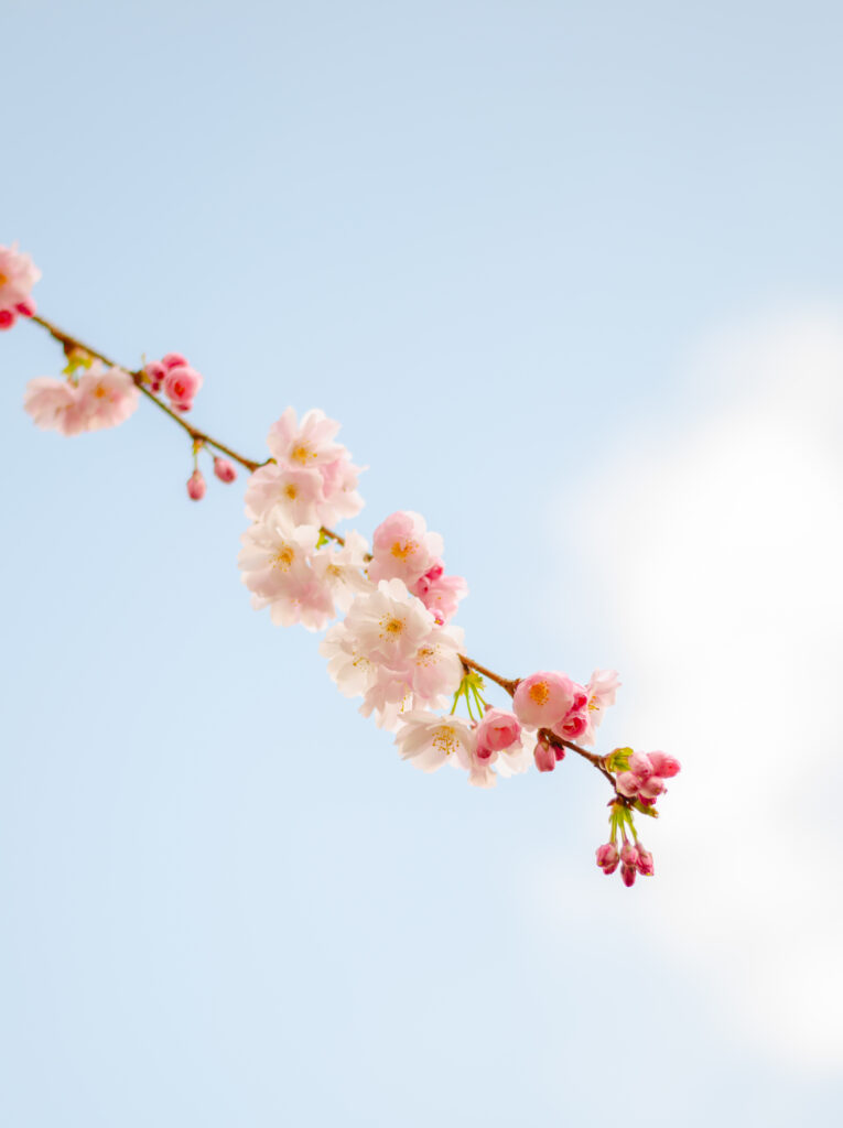 cherry blossom amsterdam