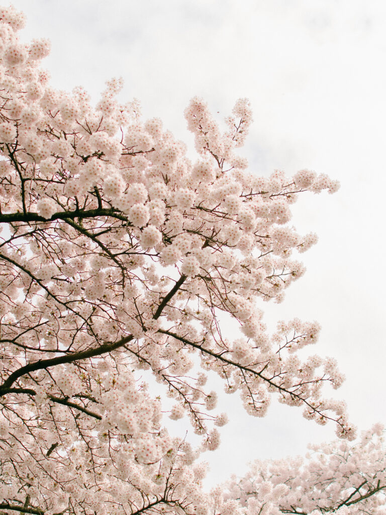 westerpark cherry blossoms spring