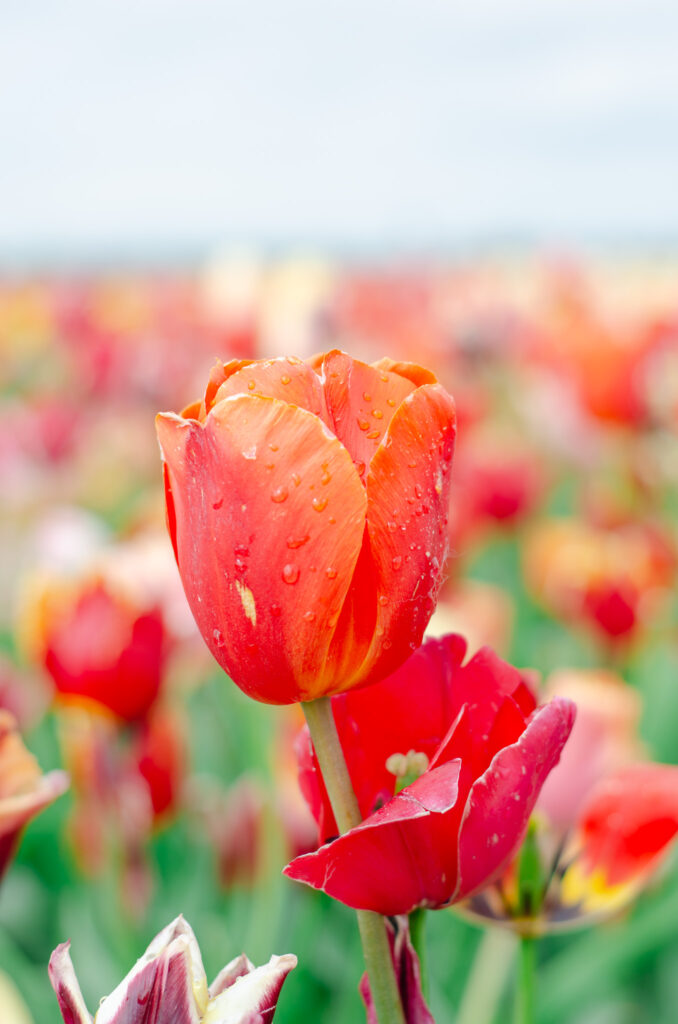 netherlands-tulip-fields-family-photos