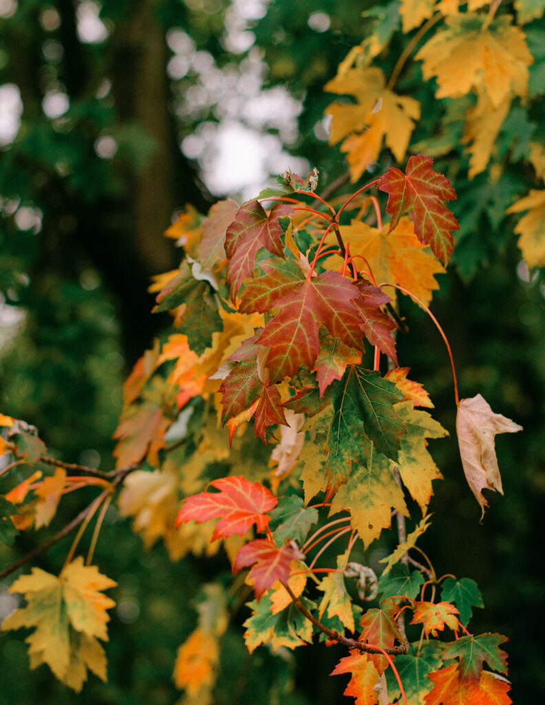 Detail image of fall leaves in Vondelpark in Amsterdam.