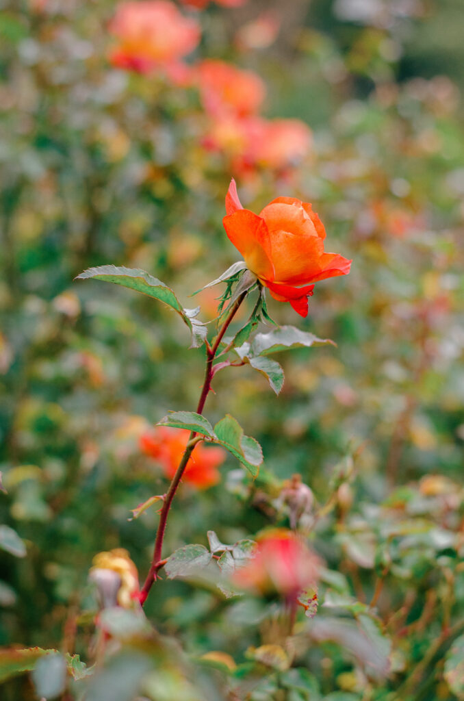 A detail image of a rose in Vondelpark's Rosarium.